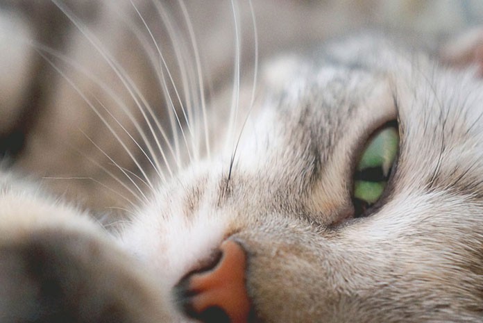 chat chat