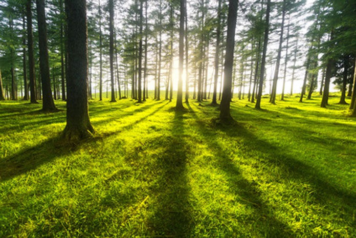 forêt forêt