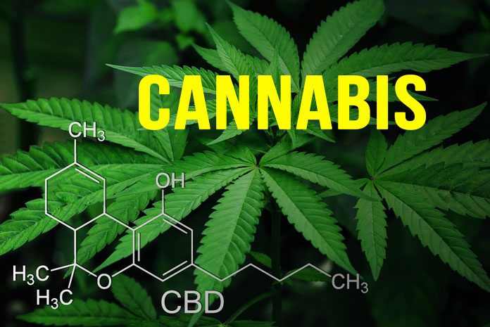 Cannabis Cannabis