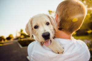 assurance animaux chien