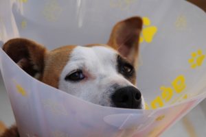 chien assurance