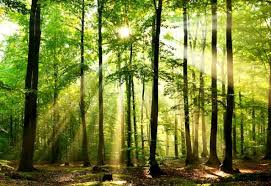 Investir dans les forêts : un placement au vert ! 